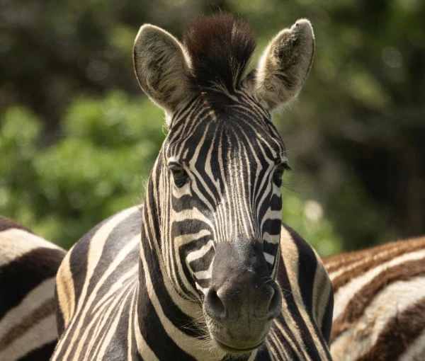 Zebras não são todas iguais